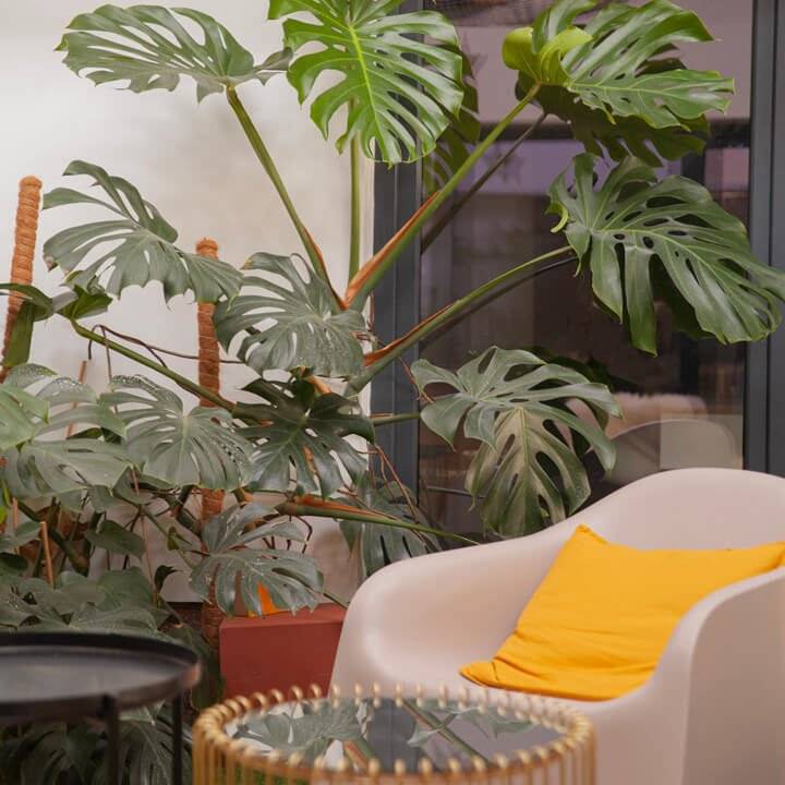 L'Atelier Cail - Jardin d'intérieur à Saint-Etienne